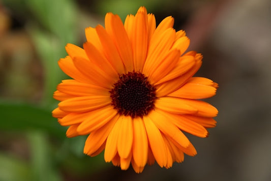 Calendula officinalis - Marigold